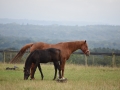 MumFoal