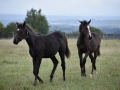 NewFoals